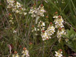 Stunned by the flowery expanses of Paradise, currently world-famous for its awe-inspiring views and exquisite wildflowers like delicate Partridge Foot (Luetkea pectinata), Martha  James Longmire's daughter-in-law  is said to have exclaimed, "This must be what Paradise is like!"