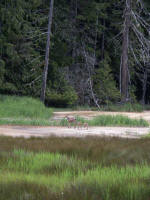 Doe leading fawns into the forest. We saw an elk calf, too. Park wildlife: 159 birds, 63 mammals, 18 native fishes, 16 amphibians, and 5 reptiles; and, over 800 vascular plants.