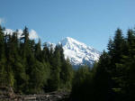 At Kautz Creek by Nisqually Entrance (elevation 2023') we bade farewell to the park and Mount Rainier near its center, with a descent into dense forest that yields a varied and extensive ecosystem, and a landscape born of fire and ice.