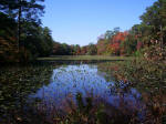 Heutte and Thompson believed, with Hampton Roads' uniquely suited climate, Norfolk's azalea garden could rival those drawing thousands of tourists annually in Charleston, S.C., even during the depression years.