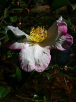 Yellow jacket (right) zooms in on a bloom. The Garden's camellia collection, including 1,100 varieties, was cited as one of 10 national collections in 1997.