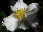 The predominant camellias in this garden are varieties of Camellia japonica (almost 500 different types) and Camellia sasanqua (more than 20 different types).