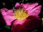 The large Hofheimer camellia collection features more than 500 varieties that thrive in Southeastern Virginia and reach peak bloom during fall & winter, displaying dazzling color when few other flowers blossom.