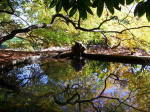 We enjoyed an overview of peaceful scenes like this in the 8-minute video of the Garden and learned a lot from Visitor Services Senior Assistant, Sandy Griebel.