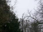 White stork, part of Germany's largest bird sanctuary breeding colony, in tree top at the large Mannheim municipal Luisenpark, adjacent to the Neckar River.