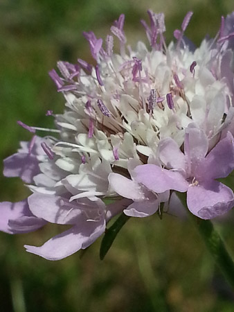 Wildflower blooming at the Forum in the Sant Martí district