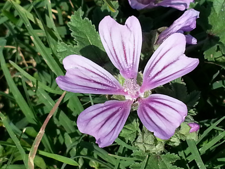 Wild geranium blossom