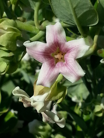 Wildflower blossom