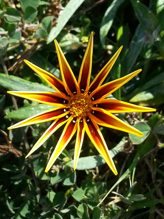 Gazania flower, Gazania ringens