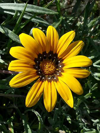 Gazania flower, Gazania ringens