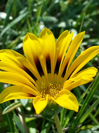 Gazania flower, Gazania ringens