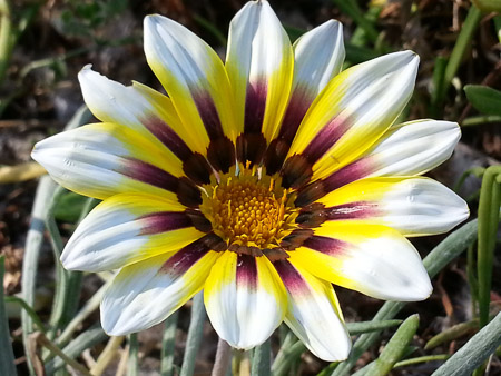 Gazania flower, Gazania ringens