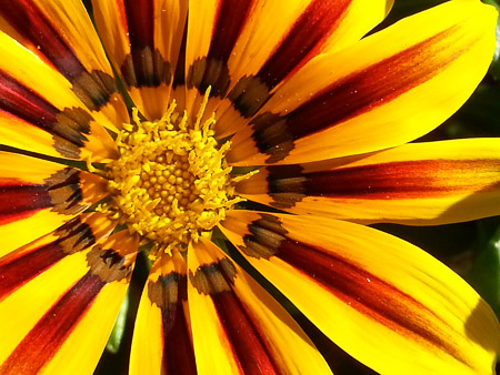 Gazania flower, Gazania ringens