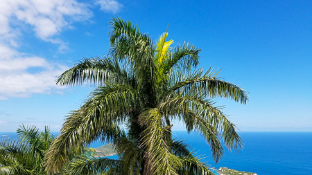 New Growth on the Palm Tree