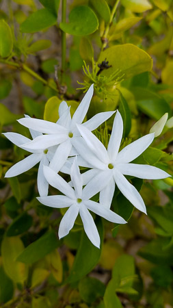 A true Jasmine